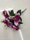 Simulate seven Phalaenopsis orchids details Picture
